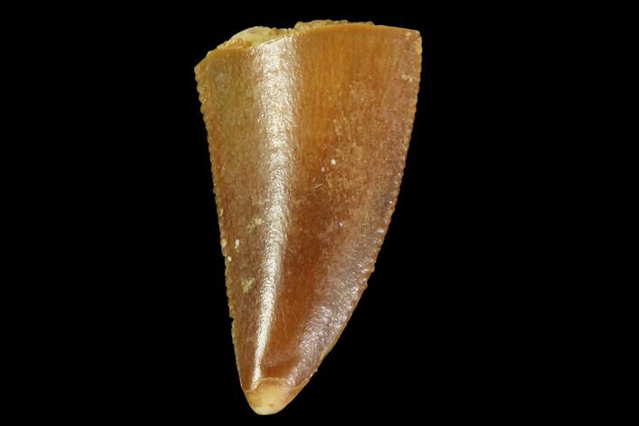 Serrated, Raptor Tooth - Real Dinosaur Tooth #87831